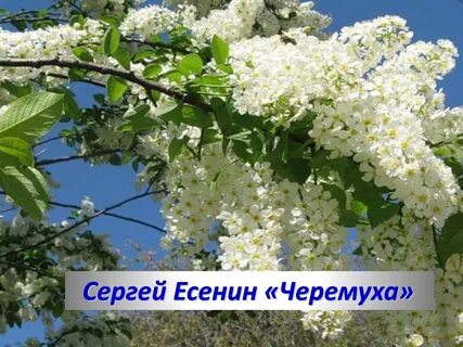 Стих черемуха 3 класс