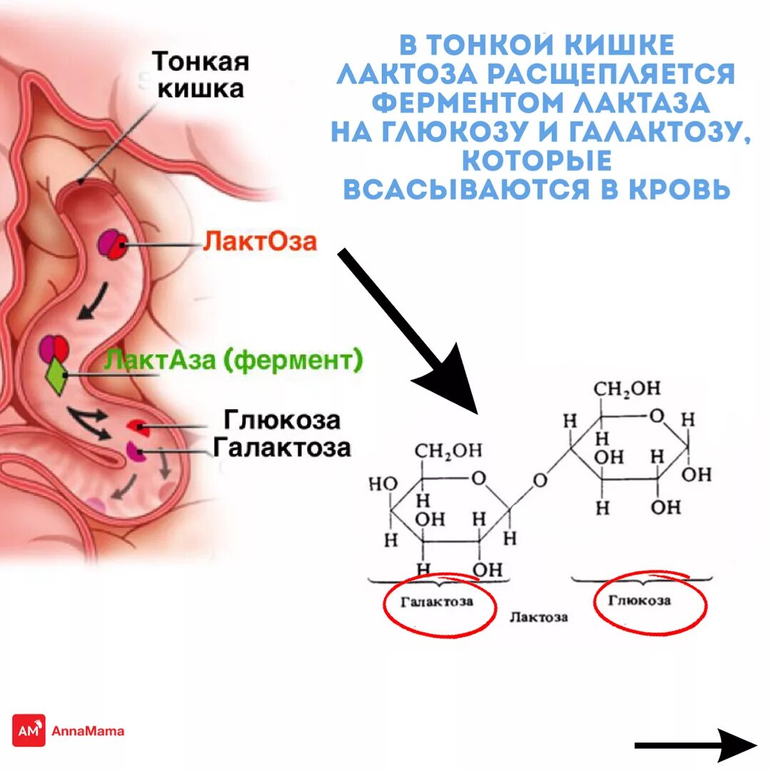 Тонкий кишечник тест. Недостаточность лактазы биохимия. Фермент переваривающий лактозу. Реакция расщепления лактозы. Переваривание лактозы.