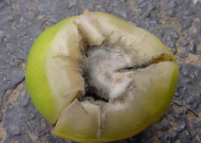 Мокрая гниль томатов. Серая гниль на томатах. botrytis cinerea томата. серая гниль томатов ботритис. серая гниль томата томата.