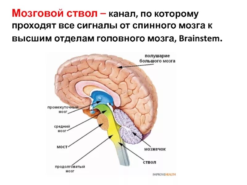 Ствол мозга анатомия функции. Структуры ствола мозга. Структуры, составляющие ствол мозга.. Ствол мозга, отделы, их структуры и функции.. Структура ствола мозга включает