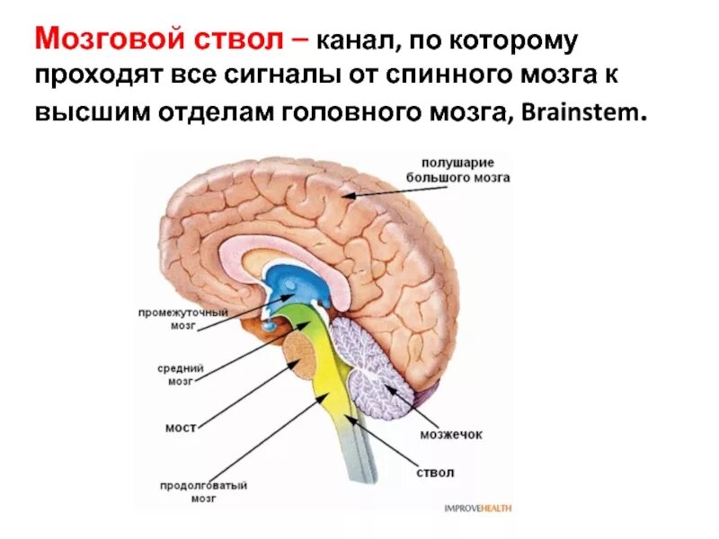 Какие отделы мозга входят в состав ствола. Ствол мозга отделы строение. Строение ствола головного мозга и его функции. Структуры, составляющие ствол мозга.. Ствол мозга, отделы, их структуры и функции.