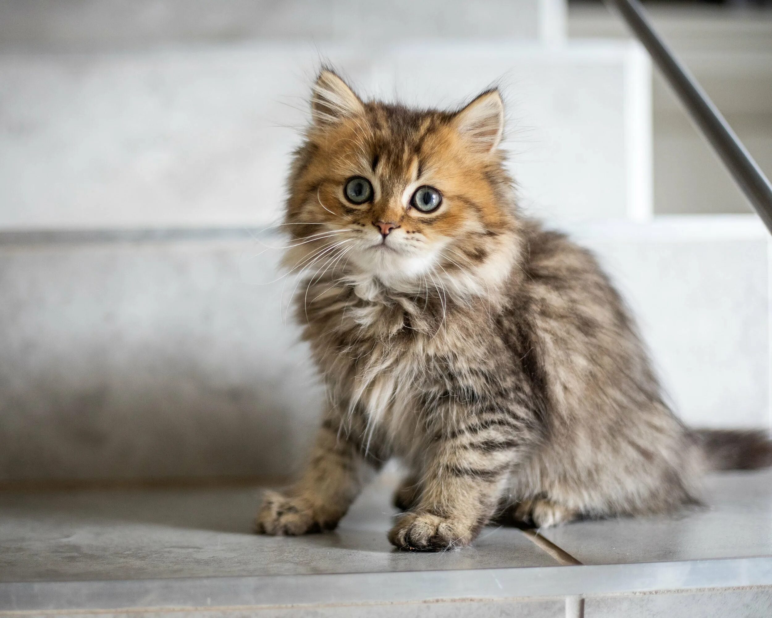 Пушистый кот сидит. Котенок. породистый сибирский котенок. котенок сидит. милые котята.