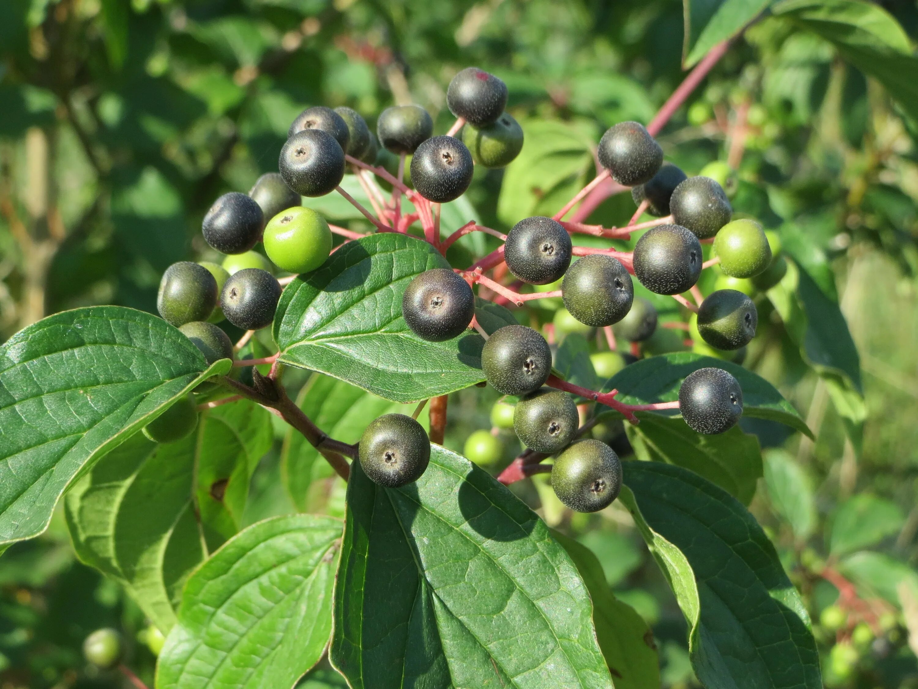 Зелено черная ягода. Cornus sanguinea. Cornus sanguinea - кизил. Дерен Cornus sanguinea. Дерен ягоды.