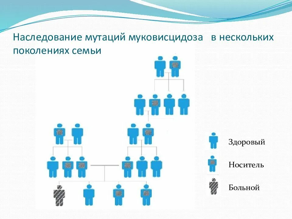 Двойня по какой линии
