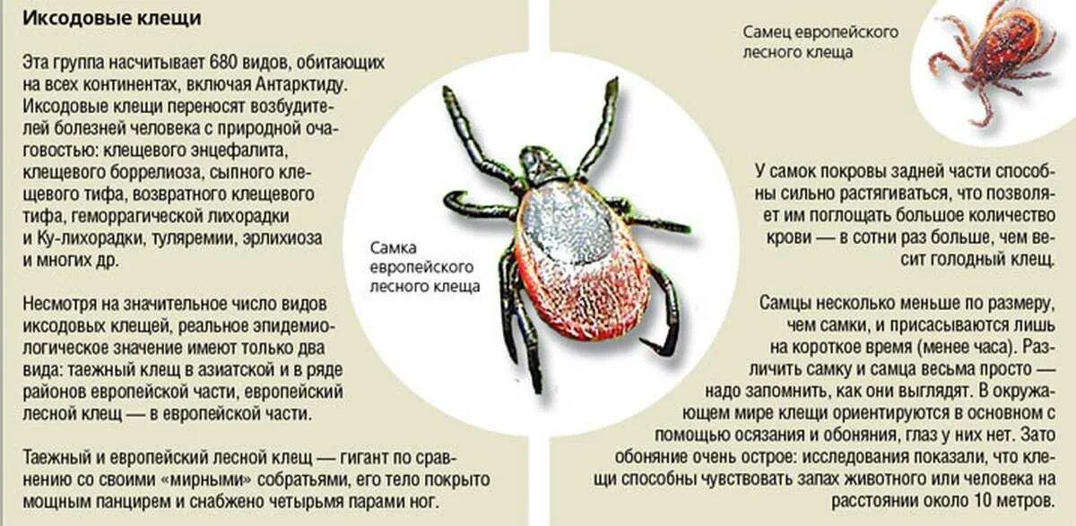 Заболевания передающиеся клещами