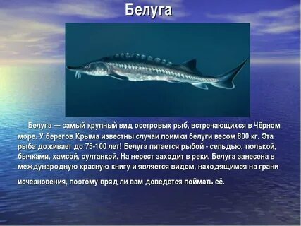 Самая крупная рыба в черном море