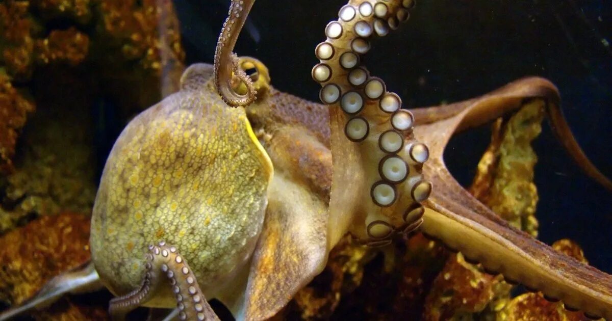 Головоногие моллюски. Осьминог. Октопус. Cephalopod.