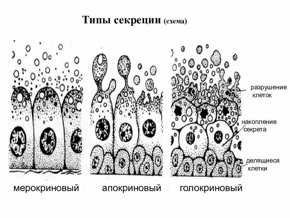 Мерокриновый апокриновый голокриновый Тип секреции. Типы секреции железистого эпителия. Классификация железистого эпителия гистология. Типы секреции железистых клеток. Группы железистых клеток