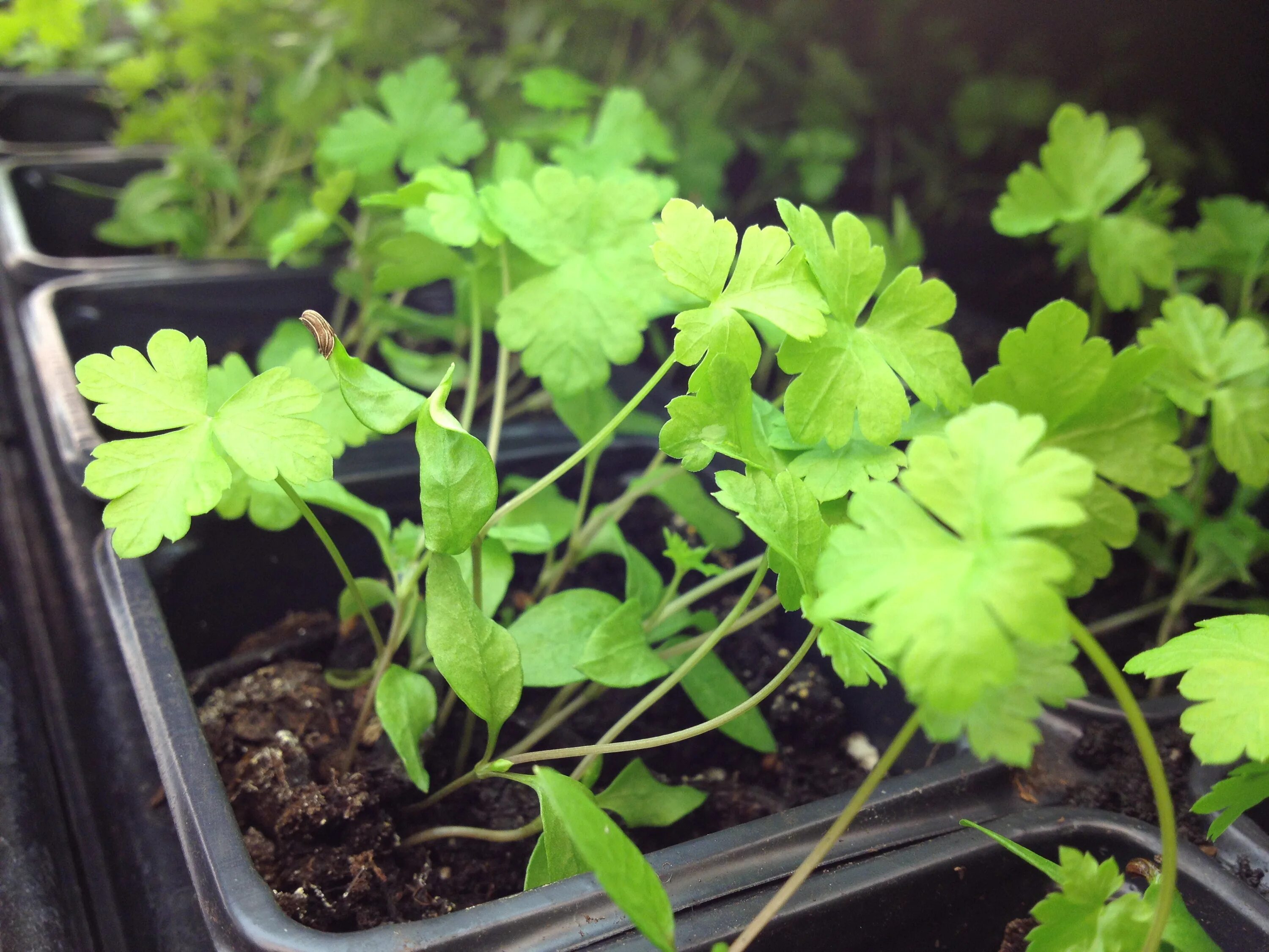 Осень сажать петрушку. Рассада петрушки. При какой температуре можно сажать петрушку. Семена укропа посев. При какой температуре можно сажать петрушку.