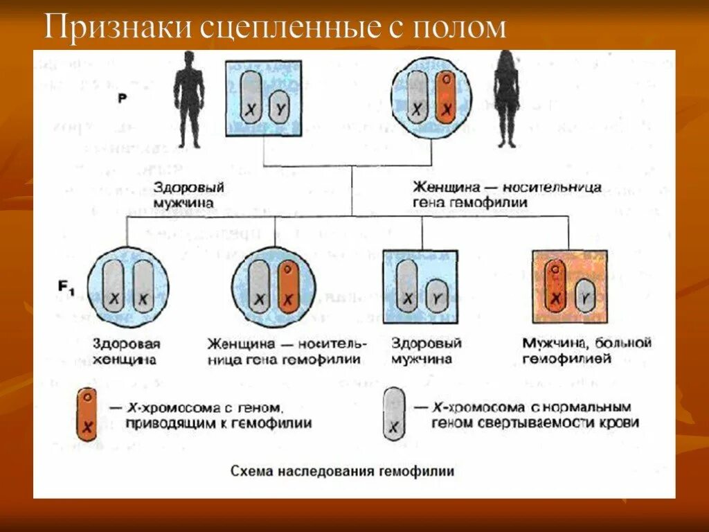 Гены женщины и мужчины. Мужской и женский ген. Мужской и женский гином. Женский и мужской геном. У матери не являющейся носителем гена гемофилии