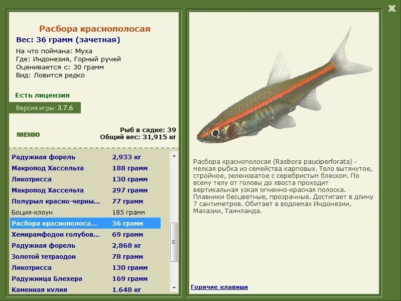 Мелкая рыба семейства. Расбора Краснополосая. Мелкая рыба семейства карповых. Размер мелкой рыбы. Виды расбор.