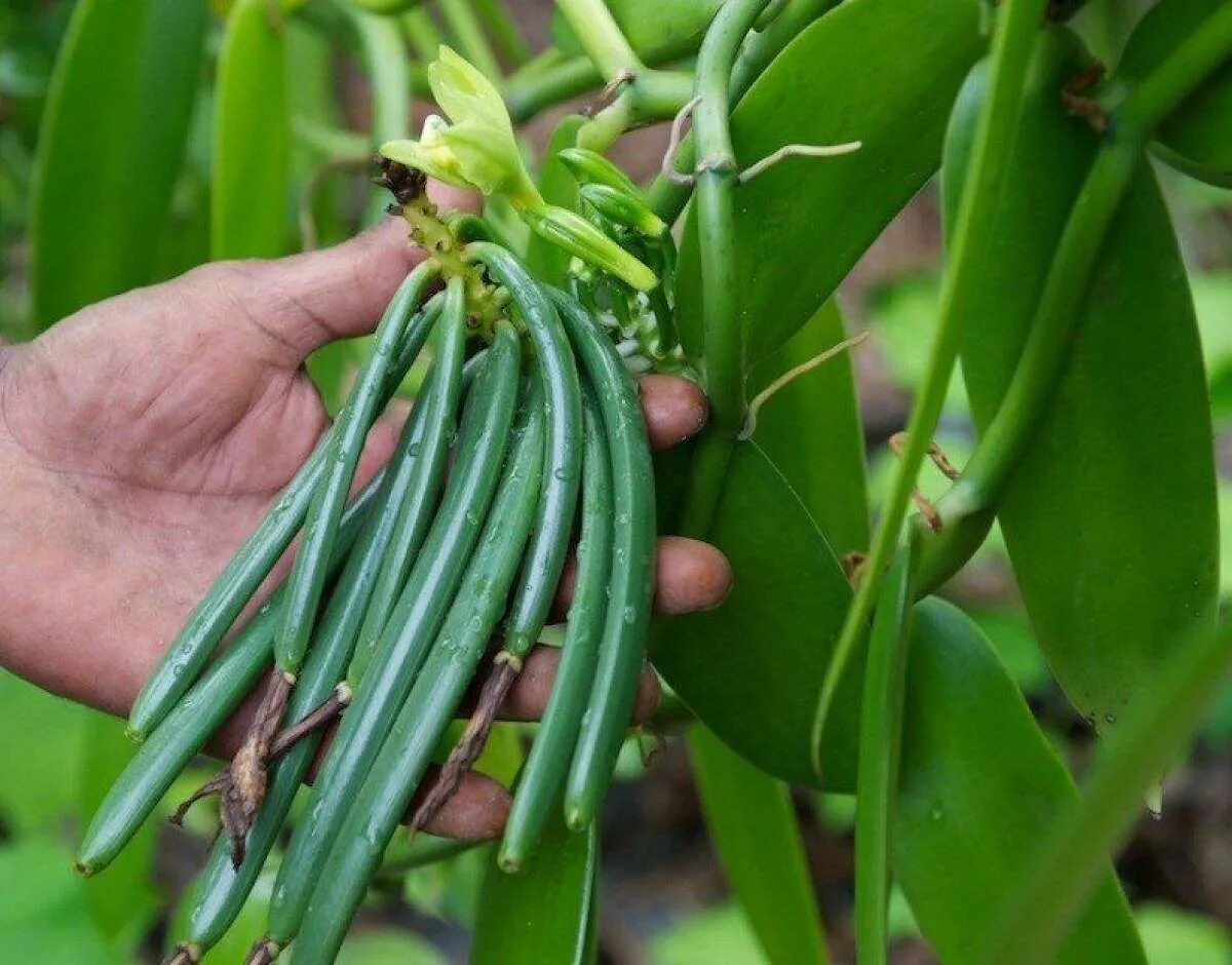 Vanilla plants. Орхидеи vanilla planifolia. vanilla planifolia variegata. vanilla planifolia стручки. ваниль плосколистная (vanilla planifolia).