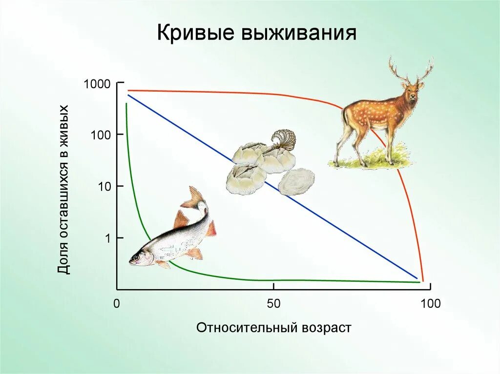 Среди популяции кур из 200 особей 9. Кривые выживания популяций. Динамика популяции кривые роста. Основные типы кривых выживания. Динамика популяций это в экологии.