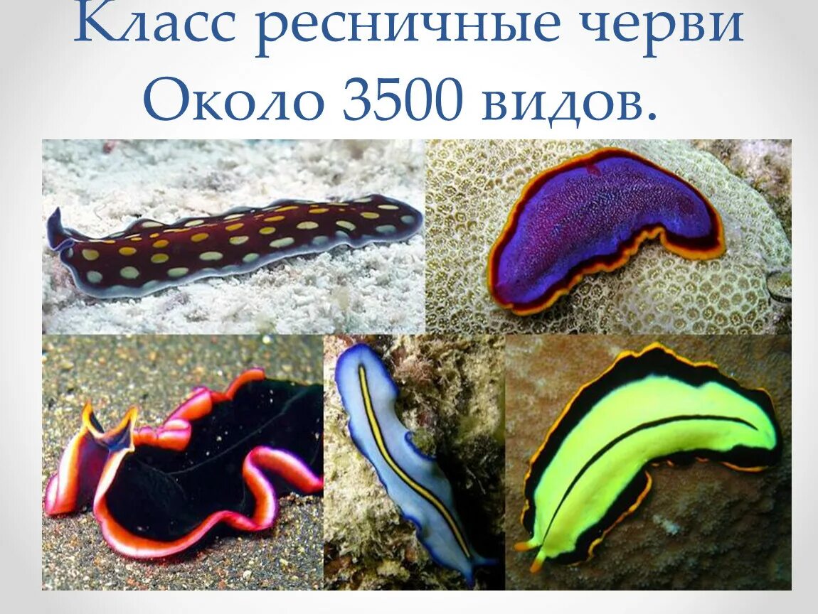 Плоские черви примеры названия. Морские Ресничные плоские черви. Морские черви турбеллярии. Свободноживущие плоские черви. Турбеллярии или Ресничные черви.