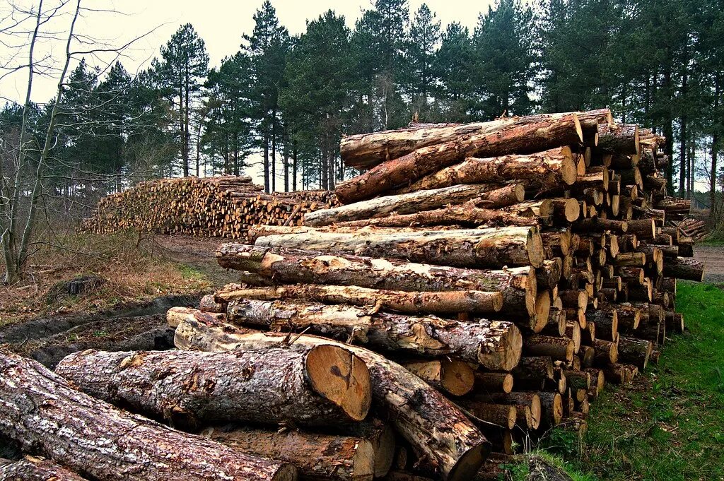 Down trees. Chopping down Trees. Chopped down Wood. It's Forbidden to Cut down Trees in this Forest.