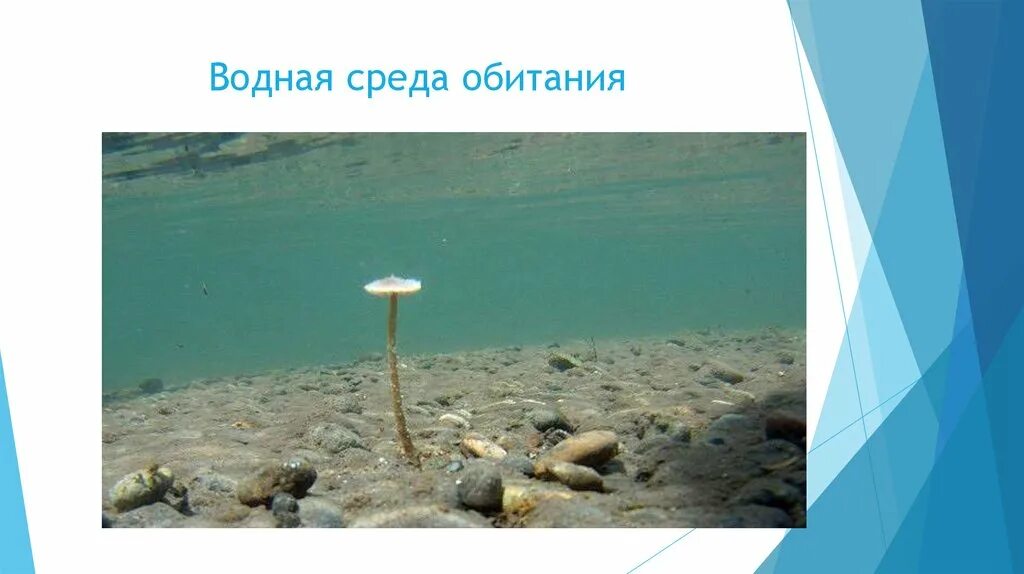 Искусственно созданной среде обитания. Искусственно созданной среде обитания