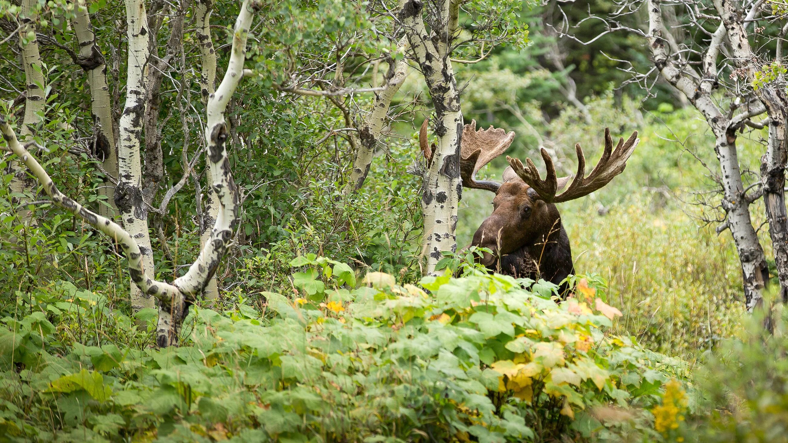 Заповедник лосиный остров фото Moose island. Катюшка Ярощук Дзен