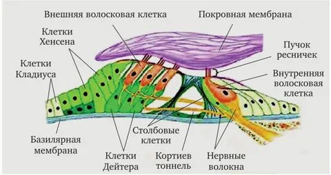 Волосковые клетки кортиева