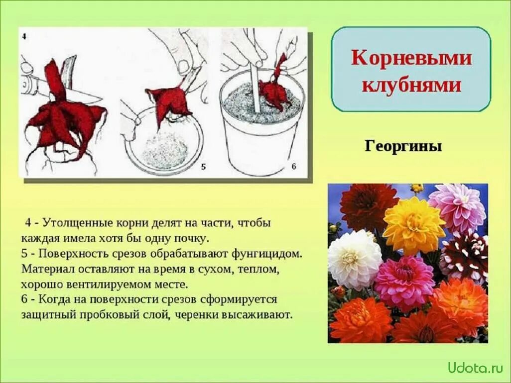 Размножение с помощью клубня. Георгин вегетативное размножение. цветы размножающиеся клубнями.