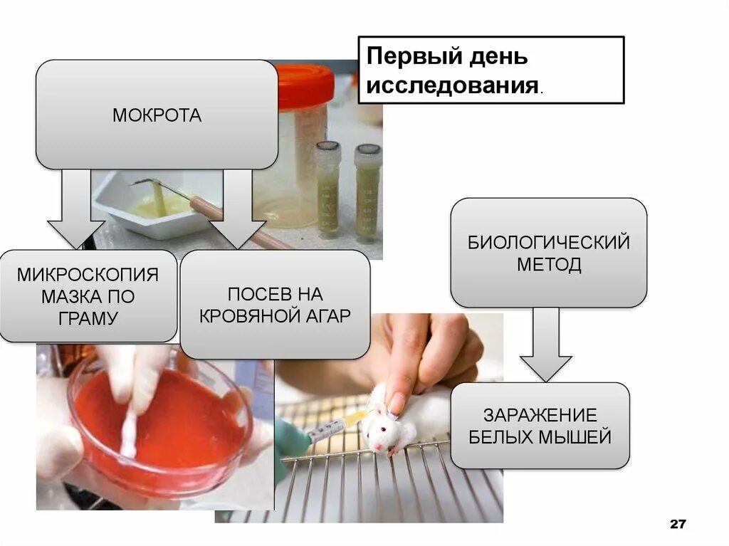 Мокрота в какую лабораторию. Метод исследования мокроты. Лабораторное исследование мокроты. Микробиологическое исследование мокроты. Лабораторные методы исследования мокроты.