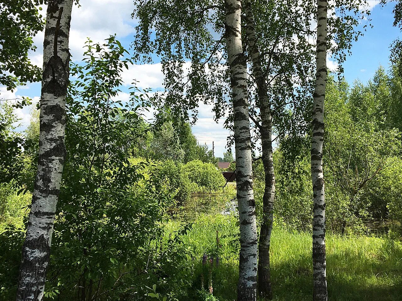 Средний березка. Берёзки (Солнечногорский район). Берёзки дачные Солнечногорский район. Березки дачные Солнечногорск. Природа средней полосы летом.