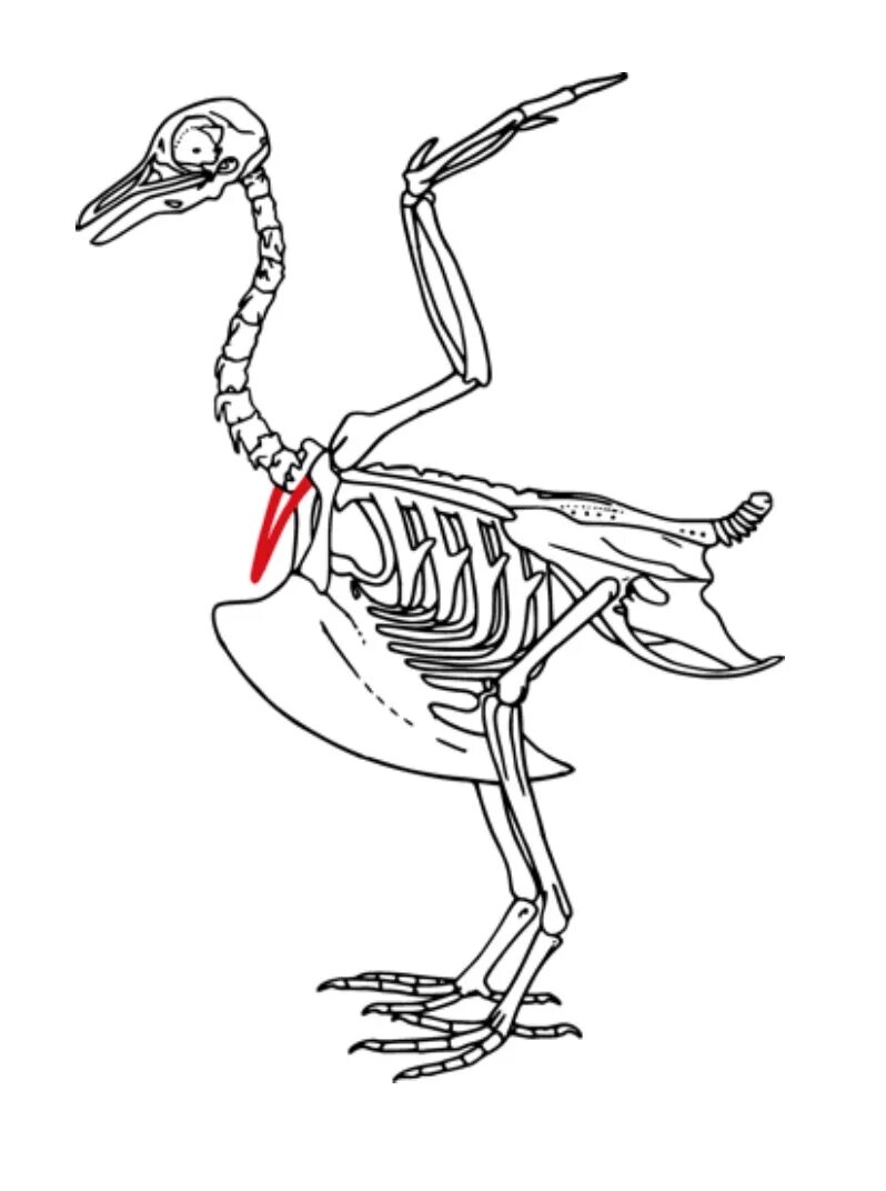 Строение скелета птицы. Скелет птицы анатомия. Особенности скелета птиц. Пигостиль у птиц это.