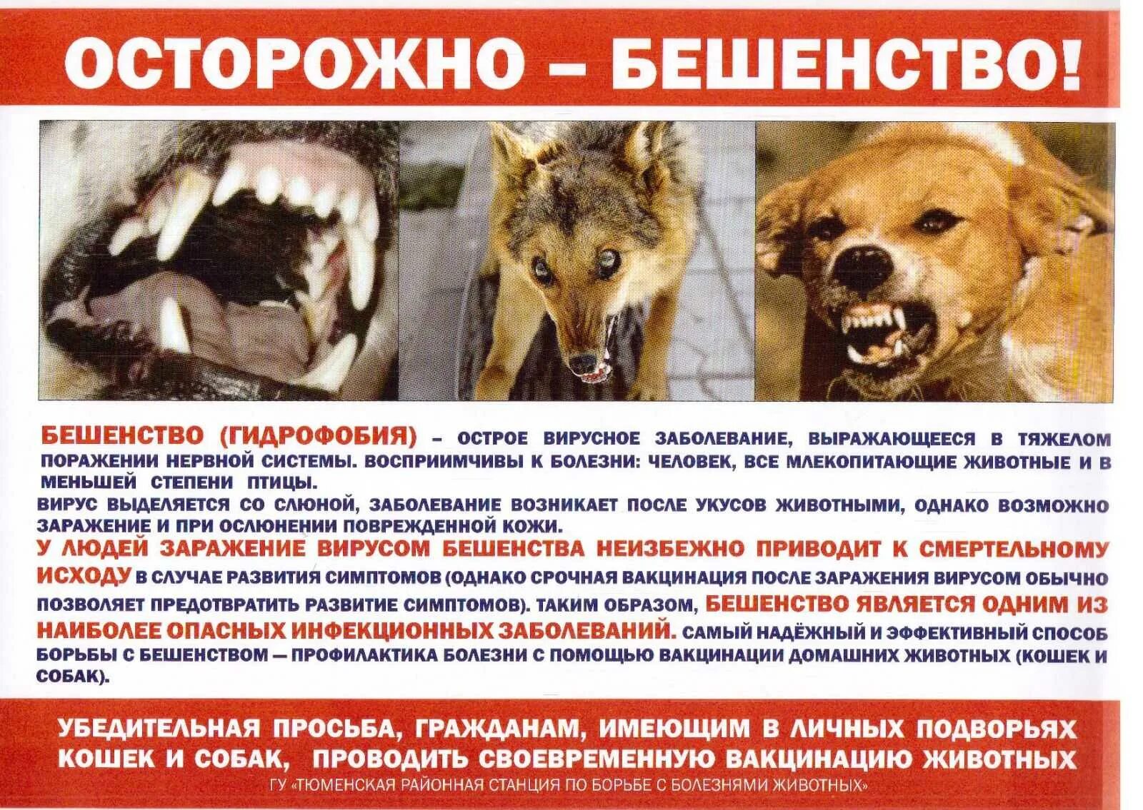 Опасен ли собака для человека