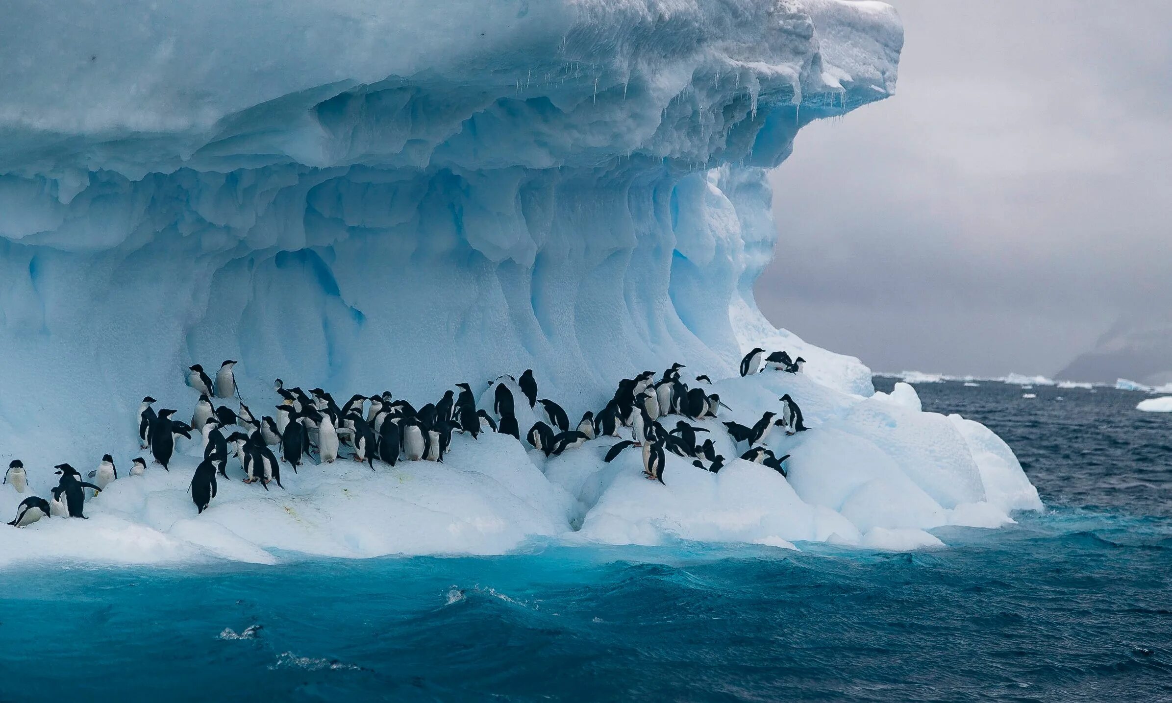 Язык антарктиды. Арктика антарктика антарктида. Язык антарктиды. Население и страны антарктиды. Антарктика и антарктида.