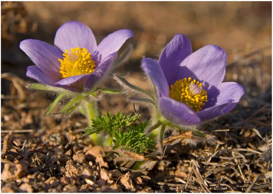 редкие растения бурятии. растения бурятии занесенные в красную книгу. подснежник сибирский прострел. краснокнижные растения байкала. умырзая подснежник.