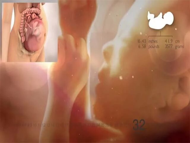 Плод ребенка 32 недели беременности. Плод в 32 недели беременности выглядит. Ребенок на 33 неделе беременности.
