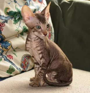 Котята сфинкс с шерстью