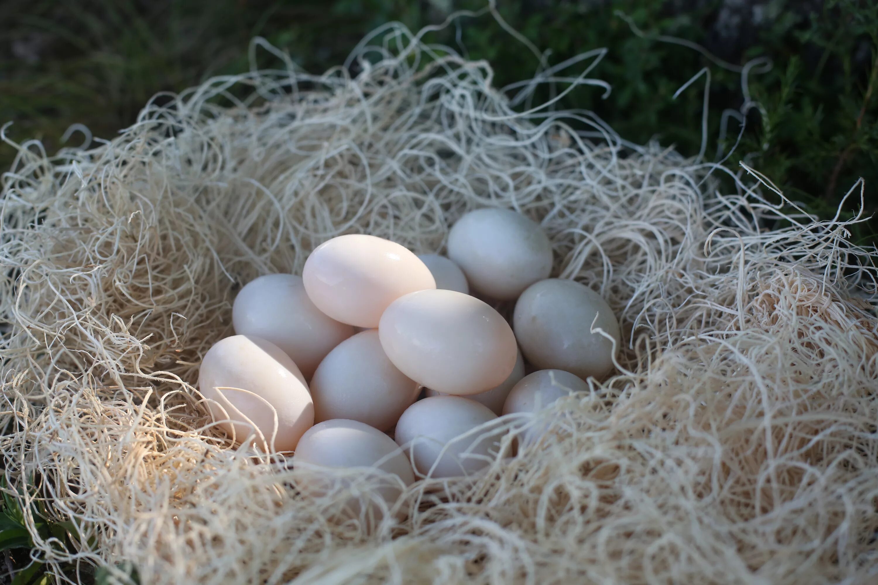 Яйцо утки. Яйцо кряквы. Искусственные куриные яйца. Яичная ферма.