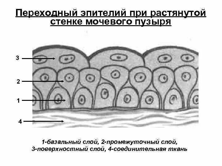 Слои переходного эпителия. Многослойный переходный эпителий мочевого пузыря. Схема строения переходного эпителия. Гистология переходного эпителия. Переходный эпителий мочевого пузыря клетки.