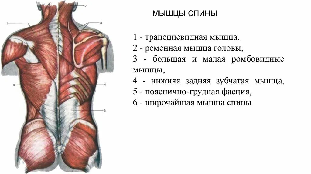 Нижняя часть поясницы. Широчайшая мышца спины анатомия вид сбоку. Мышцы разгибатели спины анатомия. Мышцы спины 2 слой. Трапециевидная мышца широчайшая мышца ромбовидные мышцы.