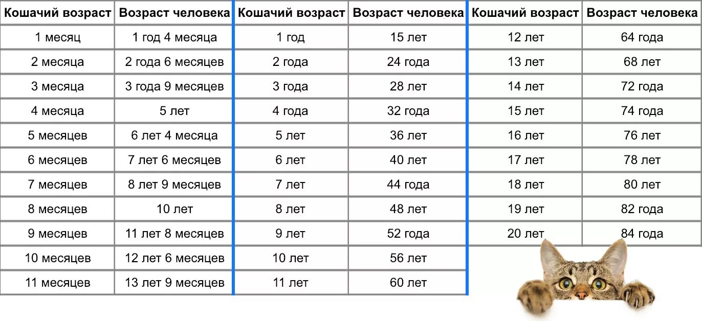 Сколько лет до 25 апреля. Возраст котенка по человеческим меркам таблица. Возраст кота по человеческим меркам таблица по месяцам. Сколько лет кошке по кошачьим меркам таблица. Сколько 7 лет по кошачьи таблица.