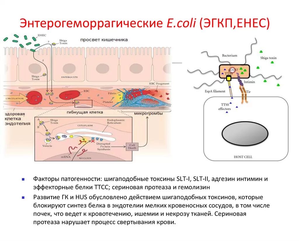 Токсины патогенности. Энтерогеморрагические кишечные палочки. E coli факторы патогенности. Кишечная палочка микробиология факторы патогенности. Escherichia coli факторы патогенности.