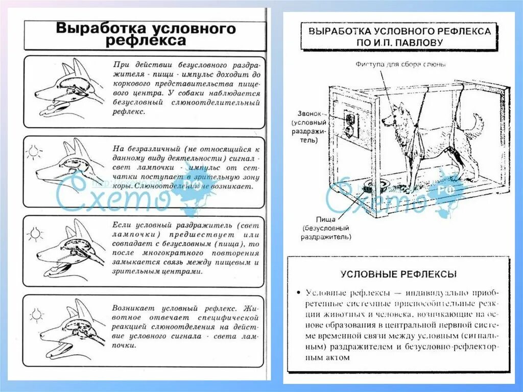 Механизм выработки условного рефлекса по Павлову. Этапы выработки условного рефлекса по Павлову. Выработка условного рефлекса схема. Механизм образования условного рефлекса схема.