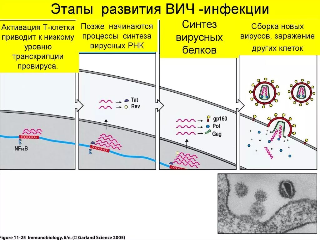 Этапы вич. ВИЧ стадия развития схема. Стадии развития заболевания ВИЧ И СПИД. Этапы развития РНК содержащего вируса иммунодефицита человека. Последовательность этапов развития ВИЧ.