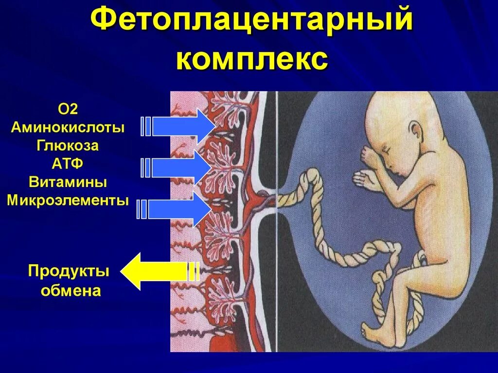 Плодово плацентарное нарушение. Фетоплацентарный комплекс система мать-плацента-плод. Фето-плацетарный комплекс. Фетоплацентарная система Акушерство. Этапы формирования плаценты.