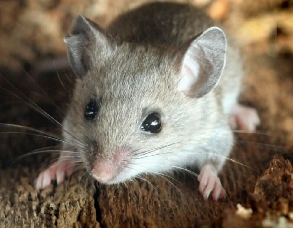 Мышь иглистая. Мышь домовая серая. Акомис иглистая мышь. Мышка Живая. Машь как правильно
