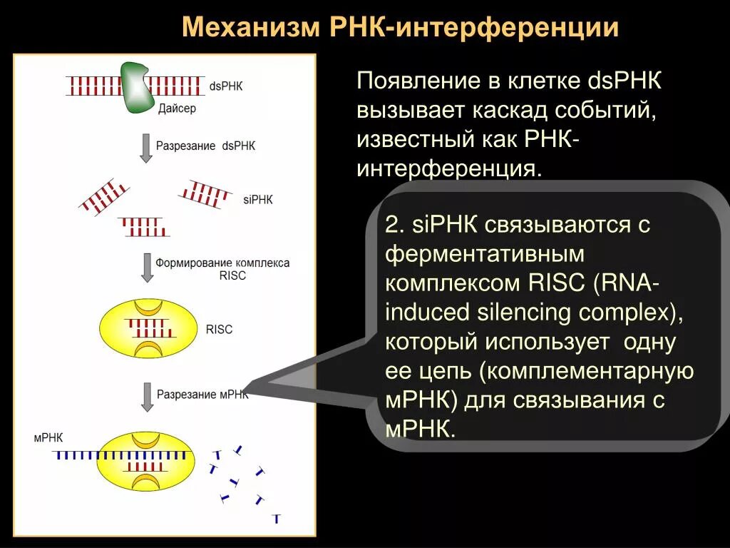 РНК интерференция механизм. Механизм образования РНК. Механизм формирования РНК. RNA-induced silencing Complex.