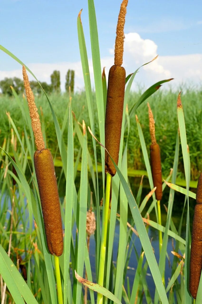 Сколько растет тростник. Рогоз Typha. Рогоз широколистный. Рогоз Typha latifolia. Рогоз узколистный (Typha angustifolia).