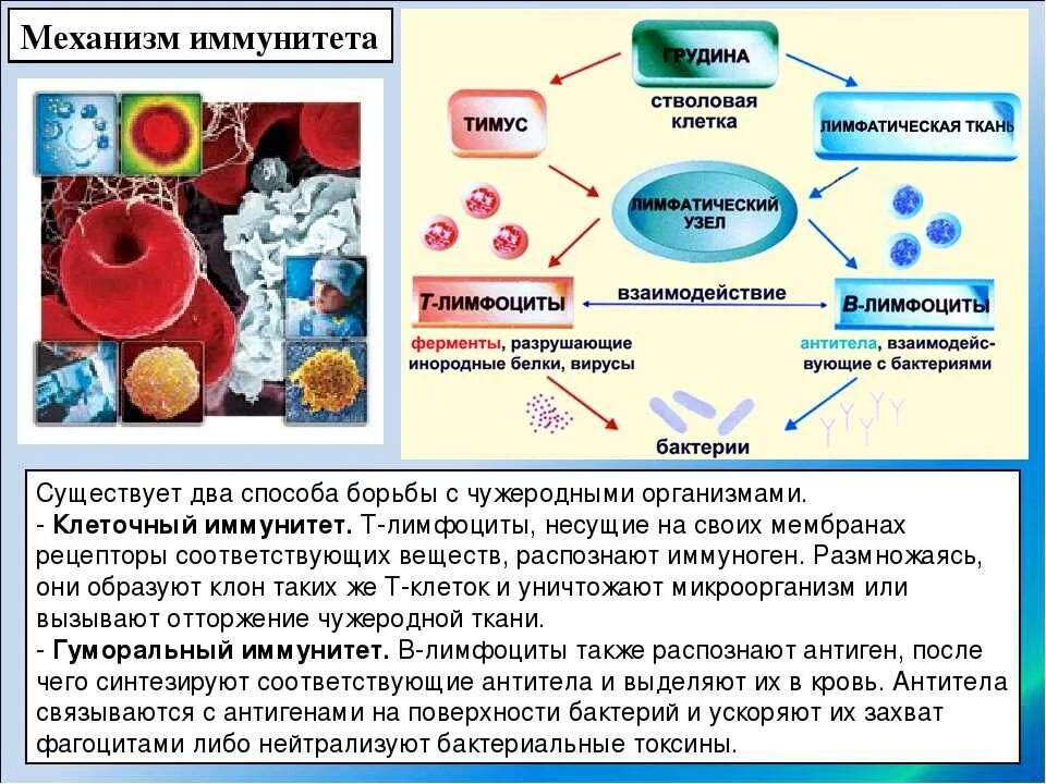 Тканевые антигены. Механизм формирования иммунитета. Механизм работы иммунной системы. Кровь иммунитет. Иммунная система крови.