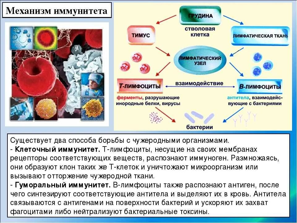Животное имеющее иммунитет против раковых. Механизм формирования иммунитета. иммунитет крови. иммунные клетки организма. механизм клеточного иммунитета.
