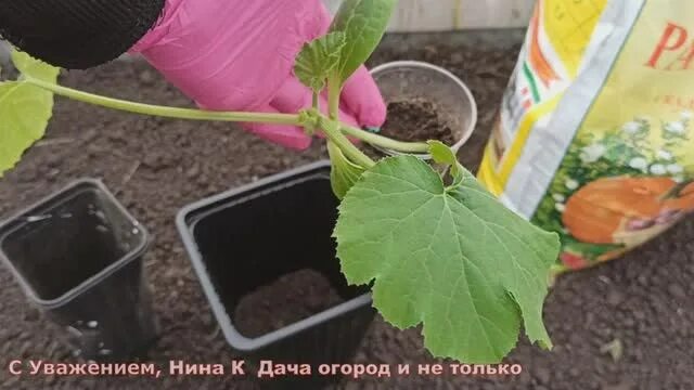 Вытянулась рассада кабачков что делать как сажать. Рассада кабачков вытянулась. вытянувшаяся рассада лаватеры. тыква рассада вытянулась. длинный стебель у рассады кабачков.