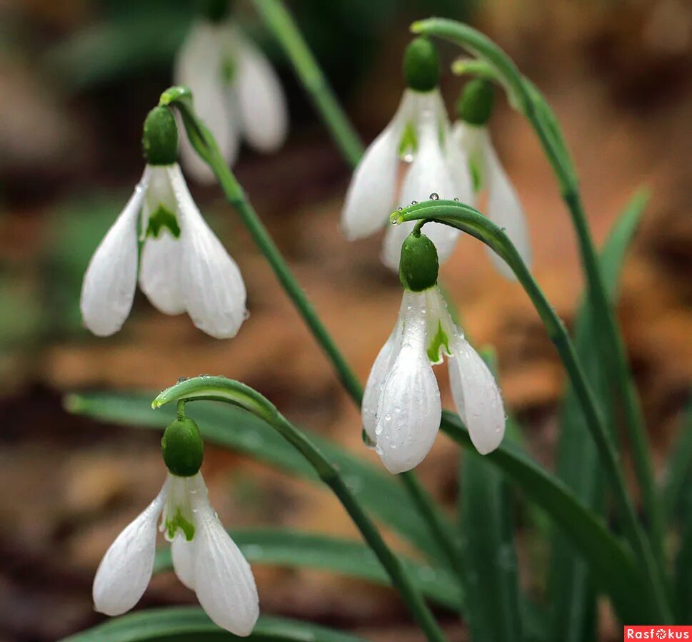 фф подснежник. пролески, подснежники, крокусы. подснежник воронова - galanthus woronowii losinsk. фф подснежник. Galanthus krasnovii.