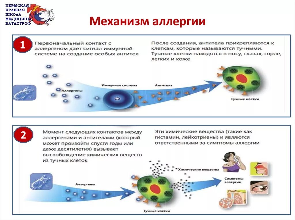 Аллерген контакты. Механизм развития аллергической реакции. Механизм появления аллергии. Механизм действия аллергической реакции. Механизм возникновения аллергической реакции схема.