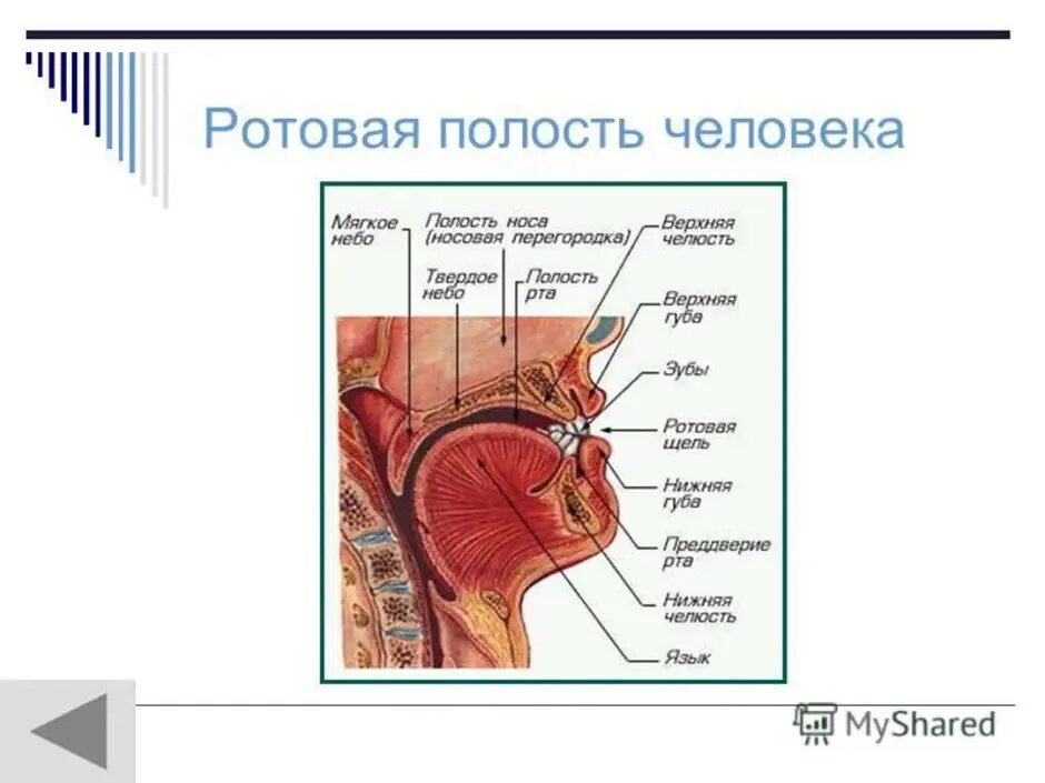 Какие функции выполняет ротовая полость. Ротовая полость строение анатомия. Пищеварительная система ротовая полость анатомия. Строение ротовой полости человека схема. Строение органов ротовой полости человека.