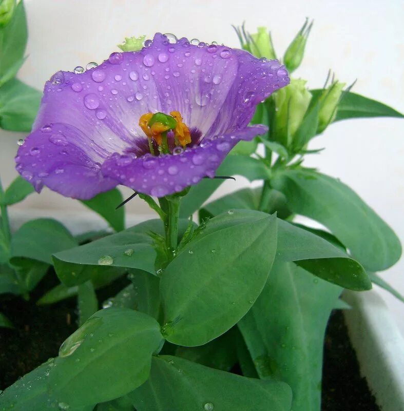 Эустома цветок. Эустома леди камерон. Эустома луковичная многолетняя. Эустома листочки. Лизиантус ветка.