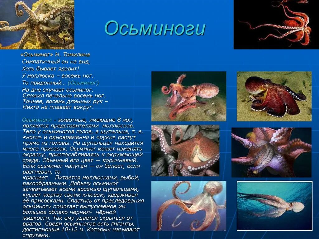 Морские обитатели доклад. Сообщение об обитателях морей и океанов. Морские животные с описанием. Презентация на тему Осьминоги. Морские обитатели описание.